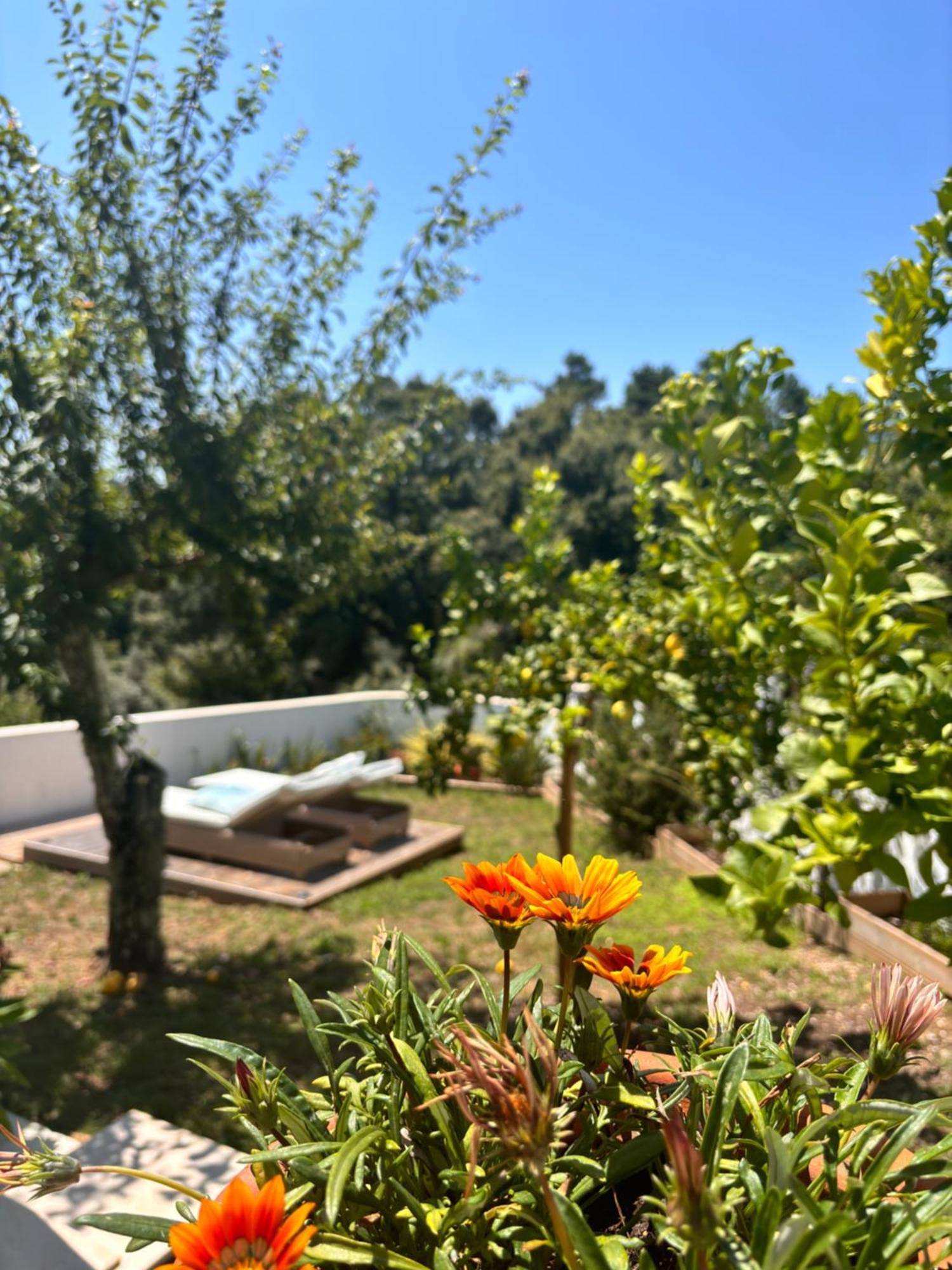 Casa Da Oliveira Bed & Breakfast Педроган Гранди Екстериор снимка